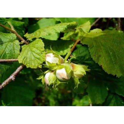 Белые цветки лещины на фоне зелёных листьев - Кавказ