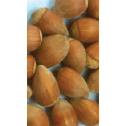 Фундук (лесной орех) на светлом фоне - Косфорд