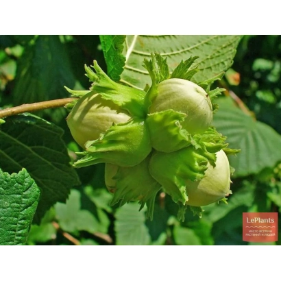 Горсть незрелых орехов фундука на ветке с листьями - Кубань