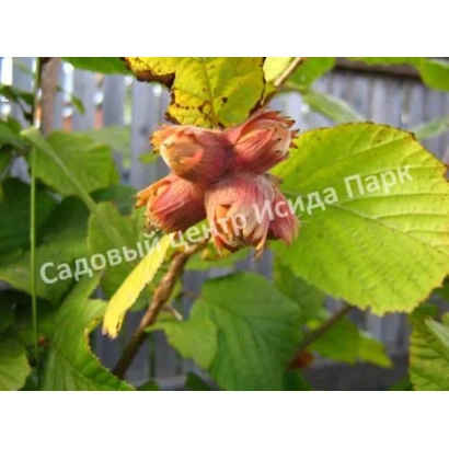 Кустовая лещина Исидда Парк с плодами на ветке - МОСКОВСКИЙ РАННИЙ