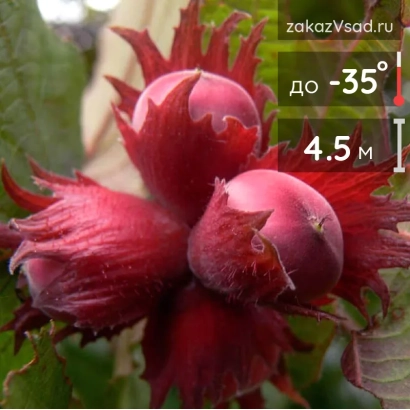 Крупний план червоних плодів лещини на фоні зелені - МОСКОВСЬКИЙ РУБІН