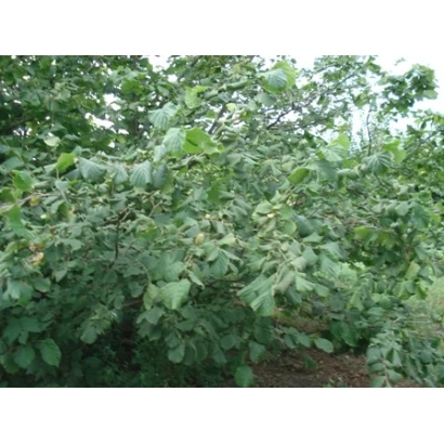 Кущ фундуку Отман на фоні зеленої листя - Отаман