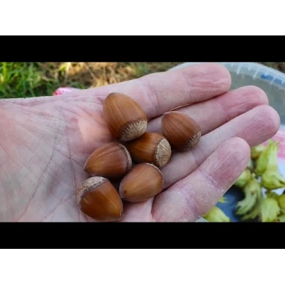 Коричневые орехи фундука в ладони человека на фоне зелени - Панський
