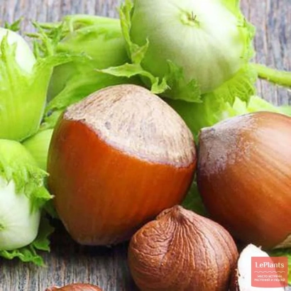 Hazelnuts with green husks on a wooden surface - RESTRUCTURE
