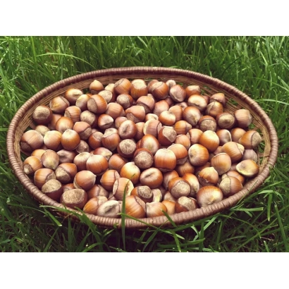 Корзина с фундуком на зеленой траве - Пирожок