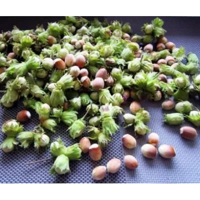 Свежие фундуки с листьями на подложке - Полина