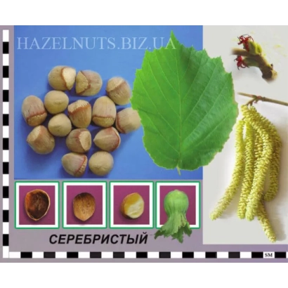 Горсть сріблястого фундуку з листом та квіткою - Сріблястий / Сріблястий