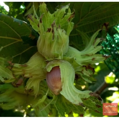 Горсть фундука на ветке с листьями - СОЧИ 1