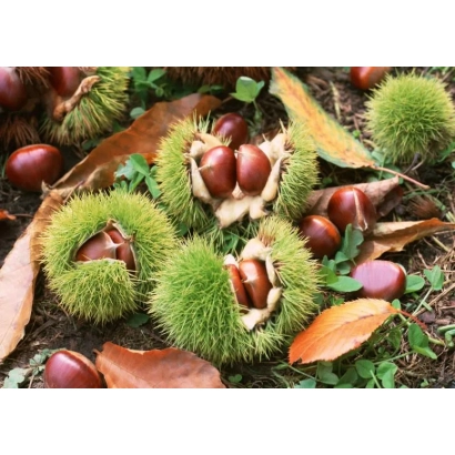 Chestnuts in spiky husks on the ground - Sofiyivskyi 15