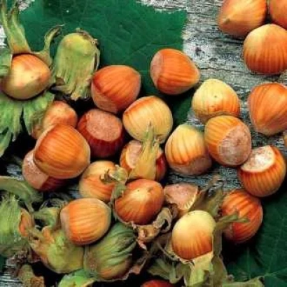 A pile of Tonda di Giffoni hazelnuts on a green background