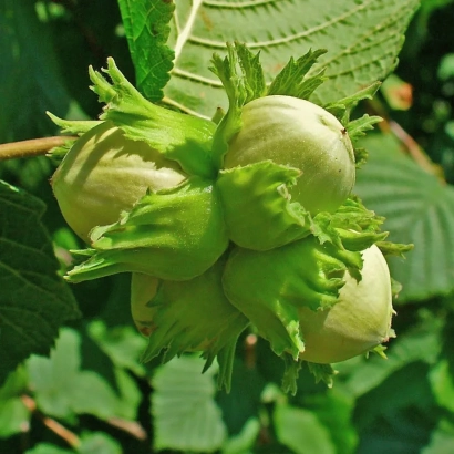 A cluster of green hazelnuts on a branch with leaves - TONDA FRANCESCANA