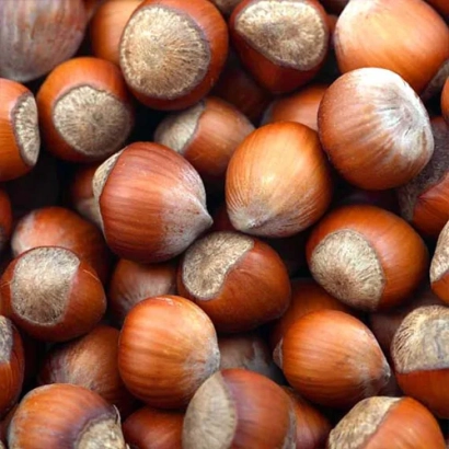 A pile of hazelnuts Tonda Gentile Romana