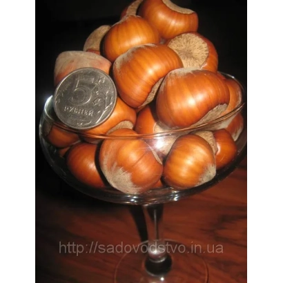 Коробка фундука с монетой для масштаба - Трапезунд