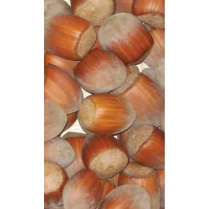 Крупный план фундука (лесного ореха) в скорлупе - Варшавский красный