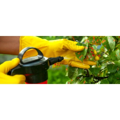 Спрей для обробки рослин у рукавичках - Урожай