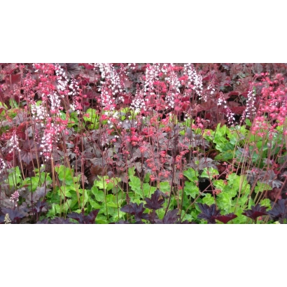 Heuchera Buzkovyi Tuman among blooming plants