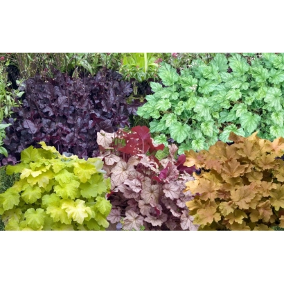 Група гейхер різних кольорів на фоні зелені - Гулівер