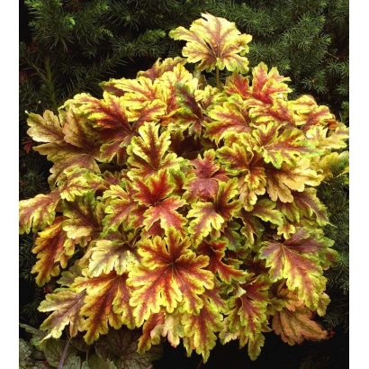 Рослина Гейхера Золото Полуботка з червоно-жовтими листям