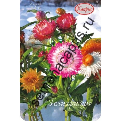 Пакет семян гелихризума с яркими цветами на фоне воды - Натюрморт