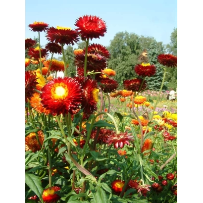 Поле гелихризума 'Сафари' с красными и оранжевыми цветами на фоне зелёной листвы и деревьев.