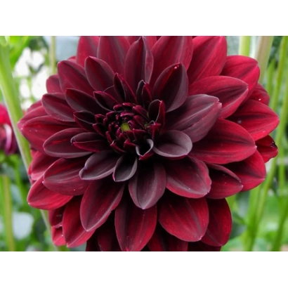 Крупний план темно-червоної георгіни - АРАБСЬКА НІЧ