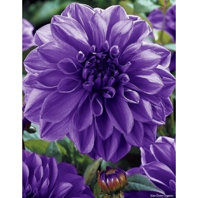 Фиолетовая георгина на фоне зелени - БЛЮБЭЛЛ