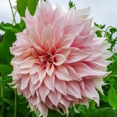 Розовая георгина на фоне зелени - Брейк