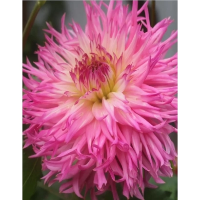 Розовая георгина с тонкими лепестками на фоне зелени - ФИЛОФЕЯ