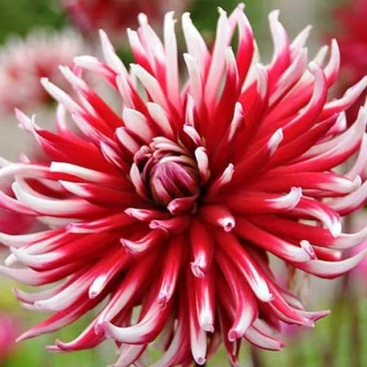 Крупний план квіту георгіна з червоно-білими пелюстками - ФРИКОЛЕТ