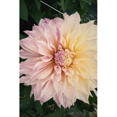 Цветок георгина Химера на фоне зелени