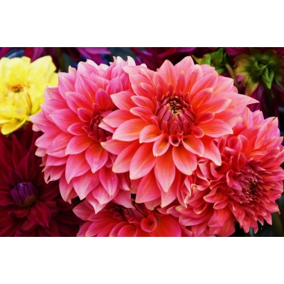 Ближній план рожевих георгінів на фоні жовтих квітів - КРАСА СХОДУ