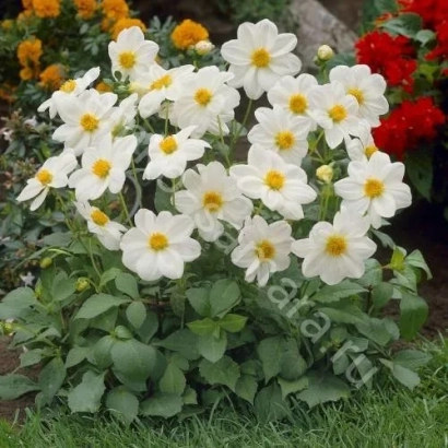 Білі квіти георгіни на фоні зеленої листя та інших рослин - МІГНОН БІЛИЙ