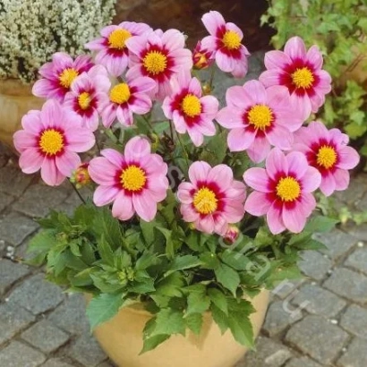 Розовые георгины в горшке на фоне кирпичной дорожки - МИГНОН РОЗОВЫЙ