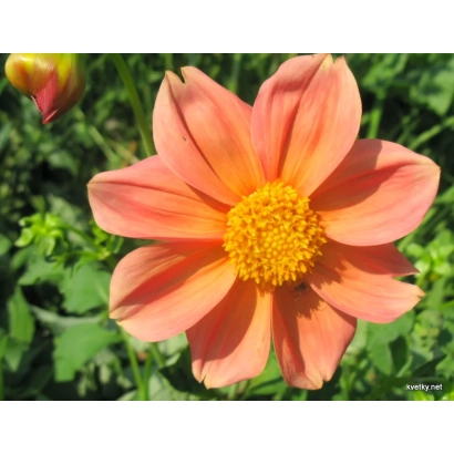 Цветок георгина светло-оранжевого цвета на зелёном фоне - ВЕСЕЛЫЕ РЕБЯТА СВЕТЛО-ОРАНЖЕВЫЕ