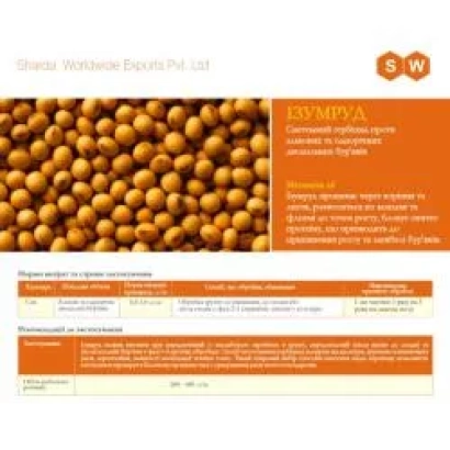 Пакет насіння Смарагд, SL від Sharda Worldwide Exports Pvt. Ltd.