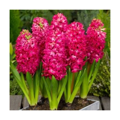 Гиацинт ЯН БОС в горшке на фоне зелени