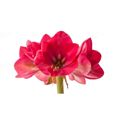Red amaryllis flower on white background - ACADEMY