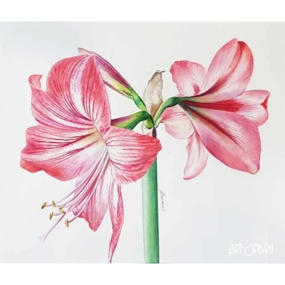 Рожевий гіпеаструм з білими смугами на пелюстках - Акварель
