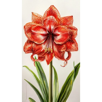 Красный гибрид амариллиса (гибискус) с крупными лепестками и зелёными листьями - Авангард