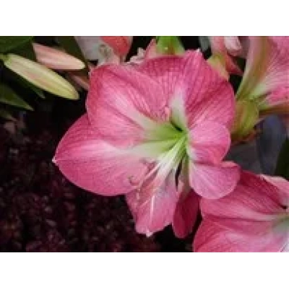 Розовый гиппеаструм с белым центром - Былина
