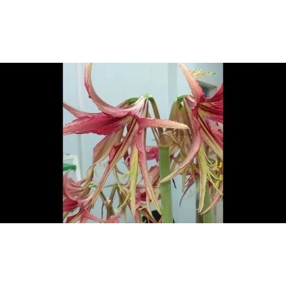 Hippeastrum with pink-red petals and green leaves - Kazachok