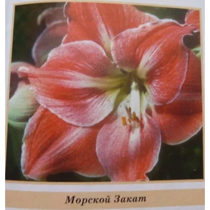 Крупний план квітки гіпеаструму сорту Морський Закат - КНЯЗЬ МИХАЇЛ