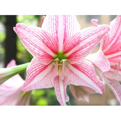 Розовый гиппеаструм с полосатыми лепестками - ЛАСКОВЫЙ МАЙ