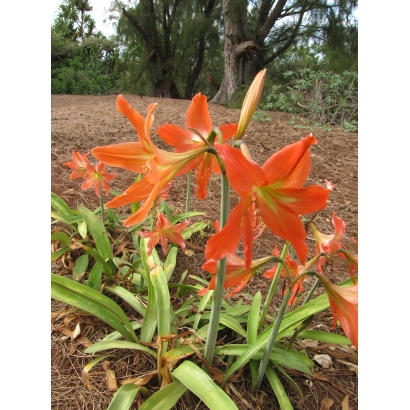 Помаранчевий гіпеаструм росте на землі - Легенда