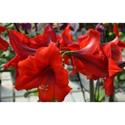 Red amaryllis flowers in a greenhouse setting - SOCHI FIRE