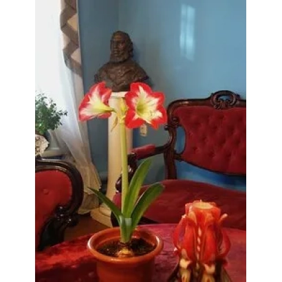 Гиппеаструм в горшке на красном столе рядом с фигурой и свечами - ПАМЯТИ С.Т. АКСАКОВА