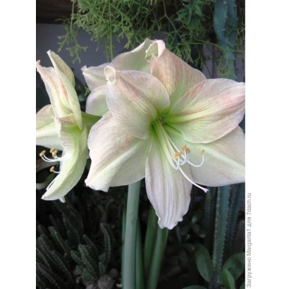 White Hippeastrum flowers Reminiscence against green foliage