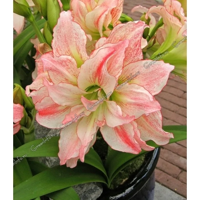 Blooming amaryllis with pink-white petals in a black pot - Zarevo