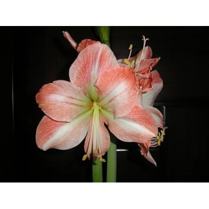 Hippeastrum flower with pink and white petals on a dark background. - PEARL SHELL