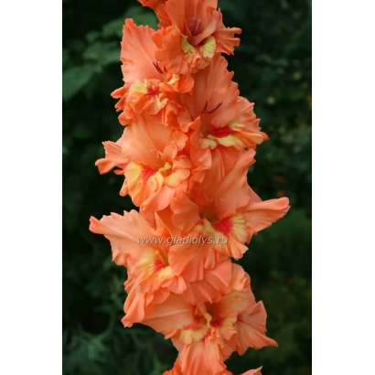 Gladiolus Amber Baltik — orange flower against green background